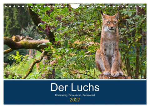 Der Luchs - Hochbeinig, Pinselohren, Backenbart (Wandkalender 2027 DIN A4 quer), CALVENDO Monatskalender