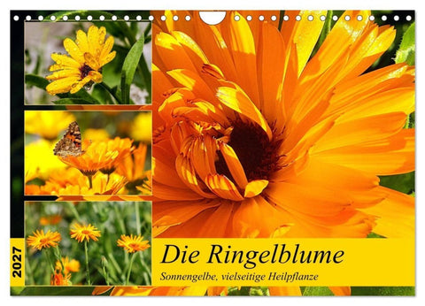 Die Ringelblume. Sonnengelbe, vielseitige Heilpflanze (Wandkalender 2027 DIN A4 quer), CALVENDO Monatskalender