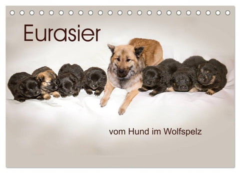 Eurasier, der Hund im Wolfspelz (Tischkalender 2027 DIN A5 quer), CALVENDO Monatskalender