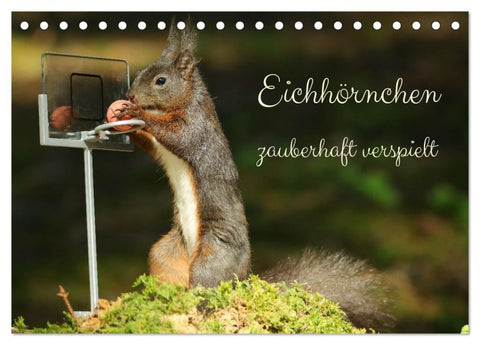 Eichhörnchen - zauberhaft verspielt (Tischkalender 2027 DIN A5 quer), CALVENDO Monatskalender