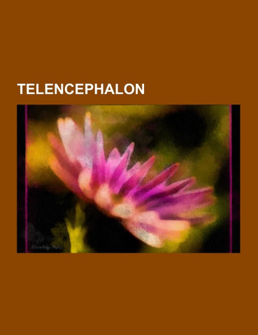 Telencephalon