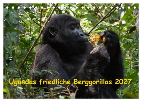 Ugandas friedliche Berggorillas (Tischkalender 2027 DIN A5 quer), CALVENDO Monatskalender
