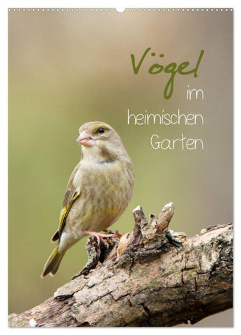 Vögel im heimischen Garten (Wandkalender 2026 DIN A2 hoch), CALVENDO Monatskalender