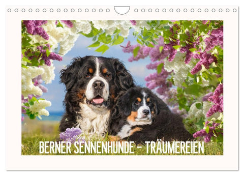 Berner Sennenhunde - Träumereien (Wandkalender 2026 DIN A4 quer), CALVENDO Monatskalender