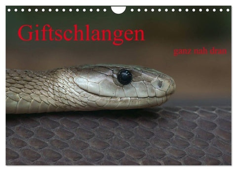 Giftschlangen, ganz nah dran (Wandkalender 2027 DIN A4 quer), CALVENDO Monatskalender