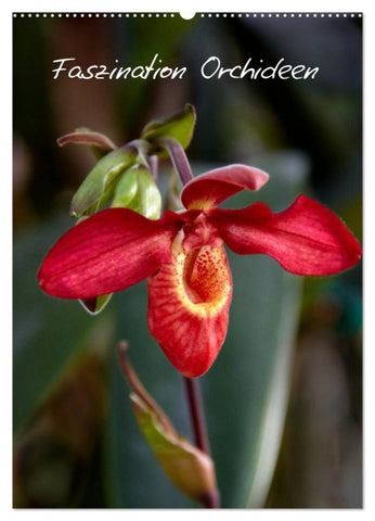 Faszination Orchideen (Wandkalender 2026 DIN A2 hoch), CALVENDO Monatskalender
