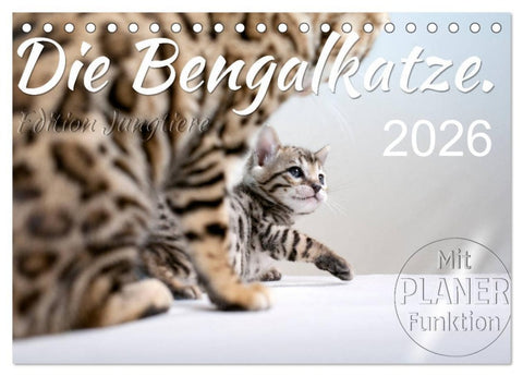 Die Bengalkatze. Edition Jungtiere (Tischkalender 2026 DIN A5 quer), CALVENDO Monatskalender