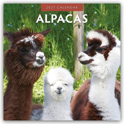 Alpacas – Alpakas 2027 – 16-Monatskalender