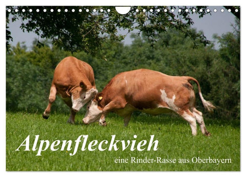Alpenfleckvieh (Wandkalender 2027 DIN A4 quer), CALVENDO Monatskalender