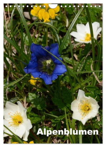 Alpenblumen (Wandkalender 2026 DIN A4 hoch), CALVENDO Monatskalender