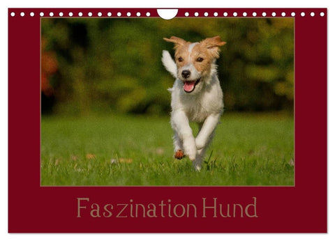 Faszination Hund (Wandkalender 2026 DIN A4 quer), CALVENDO Monatskalender