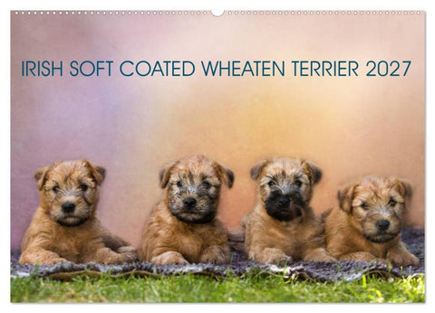 IRISH SOFT COATED WHEATEN TERRIER 2027 (Wandkalender 2027 DIN A2 quer), CALVENDO Monatskalender