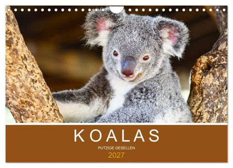 Koalas, putzige Gesellen (Wandkalender 2027 DIN A4 quer), CALVENDO Monatskalender