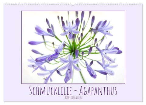 Schmucklilie - Agapanthus (Wandkalender 2027 DIN A2 quer), CALVENDO Monatskalender