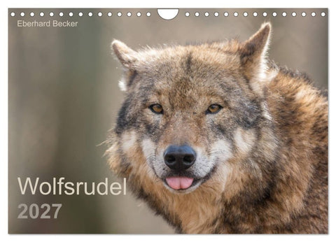 Wolfsrudel (Wandkalender 2027 DIN A4 quer), CALVENDO Monatskalender