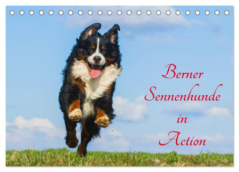 Berner Sennenhunde in Action (Tischkalender 2027 DIN A5 quer), CALVENDO Monatskalender