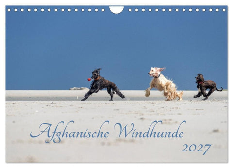 AFGHANISCHE WINDHUNDE 2027 (Wandkalender 2027 DIN A4 quer), CALVENDO Monatskalender