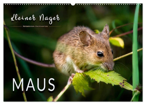 Kleiner Nager - Maus (Wandkalender 2027 DIN A2 quer), CALVENDO Monatskalender