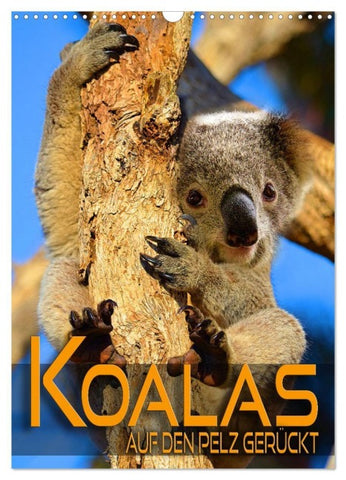 Koalas auf den Pelz gerückt (Wandkalender 2027 DIN A3 hoch), CALVENDO Monatskalender