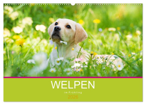Welpen im Frühling (Wandkalender 2026 DIN A2 quer), CALVENDO Monatskalender