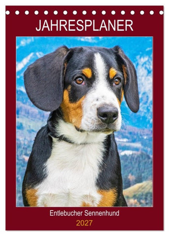 Jahresplaner Entlebucher Sennenhund (Tischkalender 2027 DIN A5 hoch), CALVENDO Monatskalender