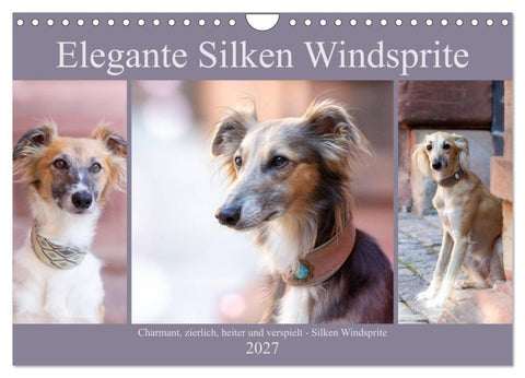 Elegante Silken Windsprite (Wandkalender 2027 DIN A4 quer), CALVENDO Monatskalender