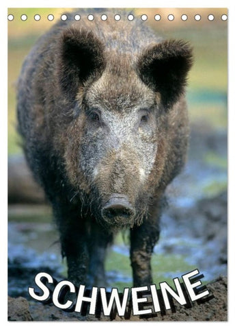 Schweine 2026 (Tischkalender 2026 DIN A5 hoch), CALVENDO Monatskalender