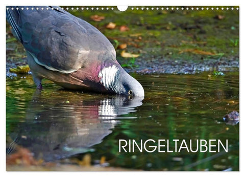 Ringeltauben (Wandkalender 2027 DIN A3 quer), CALVENDO Monatskalender