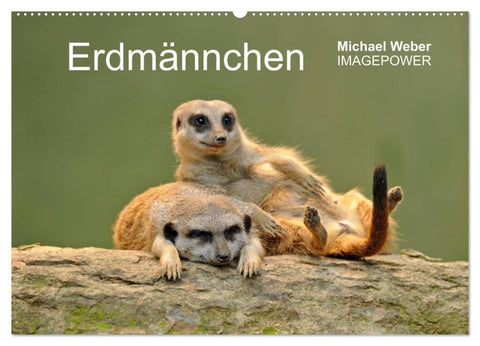 Erdmännchen - Tierkinder (Wandkalender 2027 DIN A2 quer), CALVENDO Monatskalender