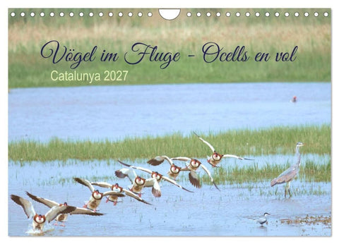 Vögel im Fluge - Ocells en vol (Wandkalender 2027 DIN A4 quer), CALVENDO Monatskalender