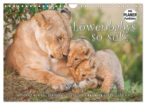Emotionale Momente: Löwenbabys - so süß. (Wandkalender 2026 DIN A4 quer), CALVENDO Monatskalender