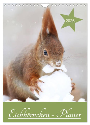 Eichhörnchen - Planer (Wandkalender 2026 DIN A4 hoch), CALVENDO Monatskalender