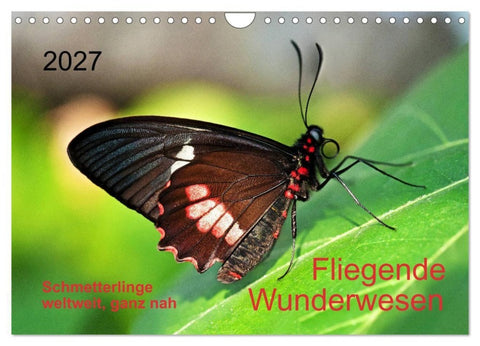 Fliegende Wunderwesen. Schmetterlinge weltweit, ganz nah (Wandkalender 2027 DIN A4 quer), CALVENDO Monatskalender
