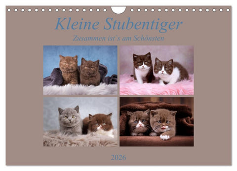Kleine Stubenstiger (Wandkalender 2026 DIN A4 quer), CALVENDO Monatskalender