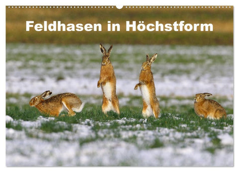 Feldhasen in Höchstform (Wandkalender 2026 DIN A2 quer), CALVENDO Monatskalender
