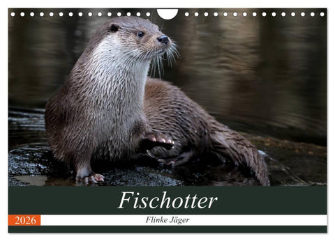 Fischotter, flinke Jäger (Wandkalender 2026 DIN A4 quer), CALVENDO Monatskalender