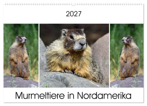 Murmeltiere in Nordamerika (Wandkalender 2027 DIN A2 quer), CALVENDO Monatskalender