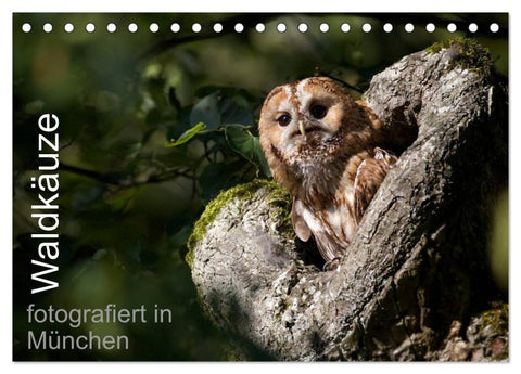 Waldkäuze, fotografiert in München (Tischkalender 2026 DIN A5 quer), CALVENDO Monatskalender