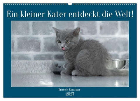 Ein kleiner Kater entdeckt die Welt! (Wandkalender 2027 DIN A2 quer), CALVENDO Monatskalender
