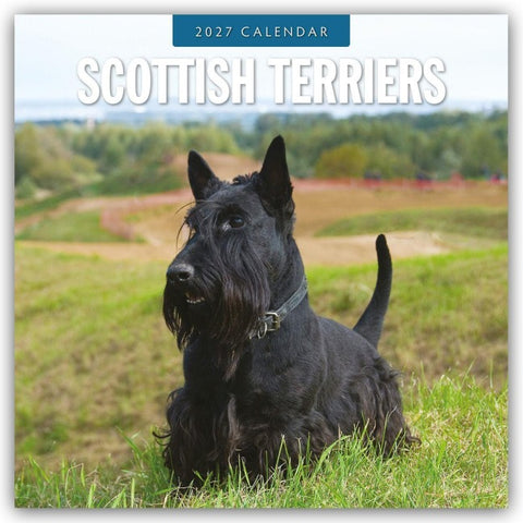 Scottish Terrier – Scotchterrier 2027 – 16-Monatskalender
