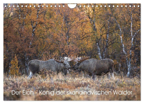 Der Elch - König der skandinavischen Wälder (Wandkalender 2027 DIN A4 quer), CALVENDO Monatskalender