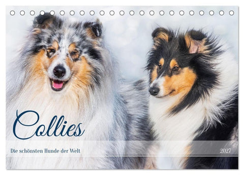 Collies - die schönsten Hunde der Welt (Tischkalender 2027 DIN A5 quer), CALVENDO Monatskalender