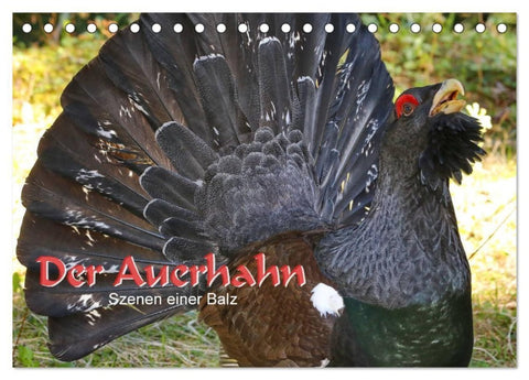 Der Auerhahn - Szenen einer Balz (Tischkalender 2027 DIN A5 quer), CALVENDO Monatskalender