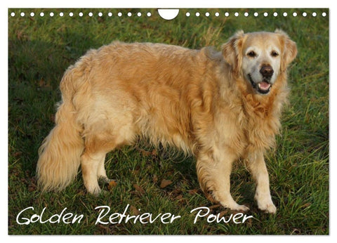 Golden Retriever Power (Wandkalender 2027 DIN A4 quer), CALVENDO Monatskalender