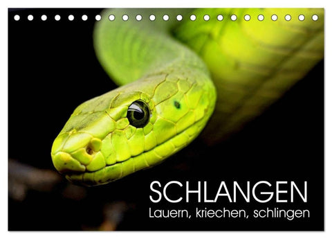 Schlangen. Lauern, kriechen, schlingen (Tischkalender 2027 DIN A5 quer), CALVENDO Monatskalender