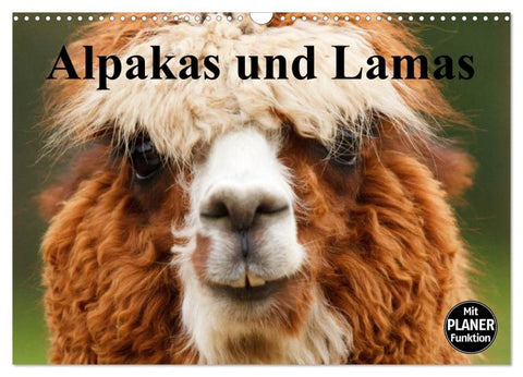 Alpakas und Lamas (Wandkalender 2027 DIN A3 quer), CALVENDO Monatskalender