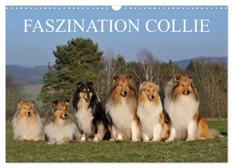 Faszination Collie 2027 (Wandkalender 2027 DIN A3 quer), CALVENDO Monatskalender