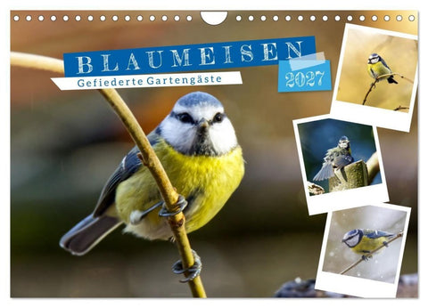 Gefiederte Gartengäste, Blaumeisen (Wandkalender 2027 DIN A4 quer), CALVENDO Monatskalender