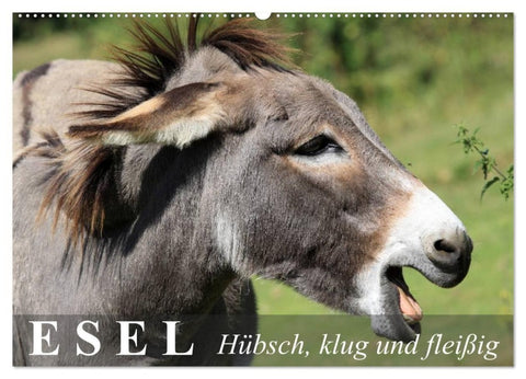 Esel - hübsch, klug und fleißig (Wandkalender 2027 DIN A2 quer), CALVENDO Monatskalender