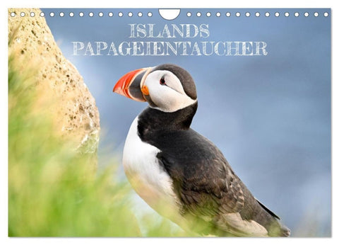 Islands Papageientaucher (Wandkalender 2027 DIN A4 quer), CALVENDO Monatskalender